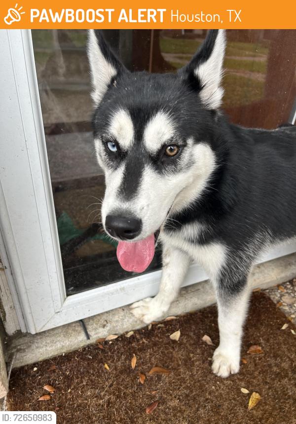 Found/Stray Male Dog last seen Near St. James apmts, Houston, TX 77074