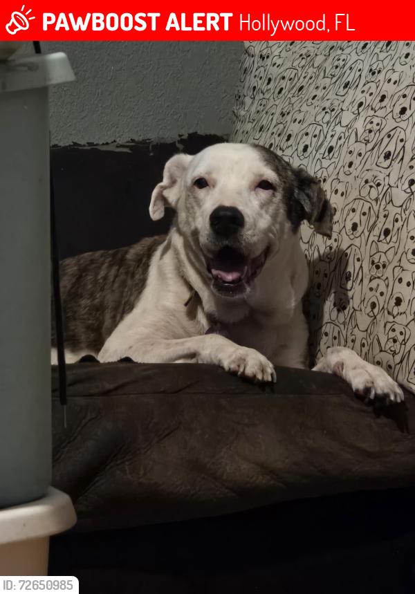 Lost Female Dog last seen Stirling, 67 th, Hollywood, FL 33024