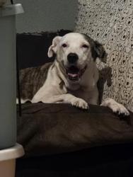 Lost Female Dog last seen Stirling, 67 th, Hollywood, FL 33024