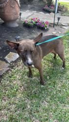 Found/Stray Female Dog last seen By clear falls high school , League City, TX 77573