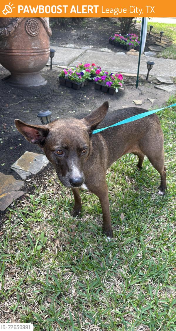 Found/Stray Female Dog last seen By clear falls high school , League City, TX 77573