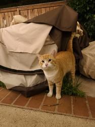 Found/Stray Male Cat last seen San Dimas Ave and Allen , San Dimas, CA 91773