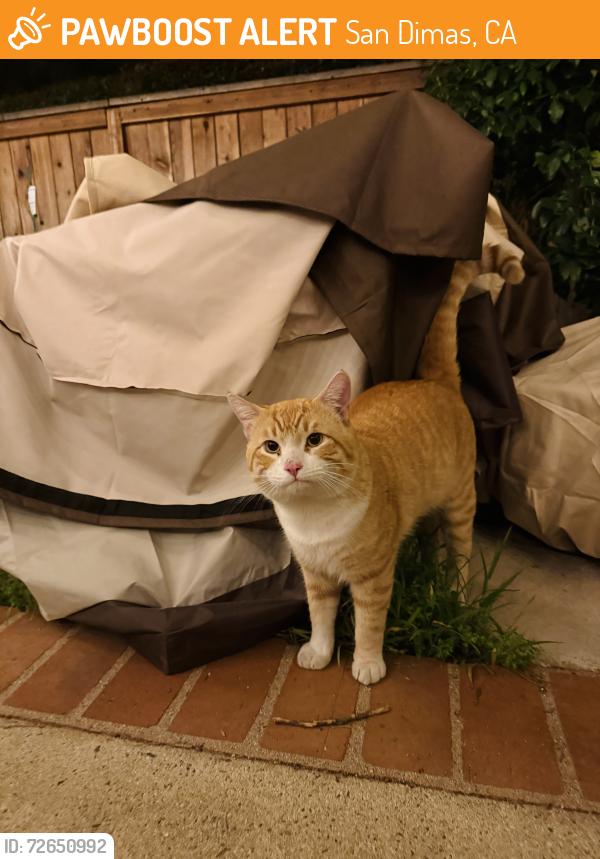 Found/Stray Male Cat last seen San Dimas Ave and Allen , San Dimas, CA 91773