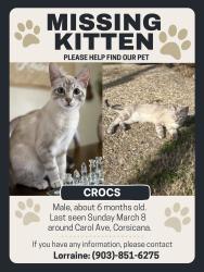 Lost Male Cat last seen Carol Ave, Corsicana, TX 75110