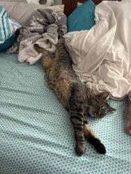 Lost Male Cat last seen Mechanicsville Virginia, Mechanicsville, VA 23111