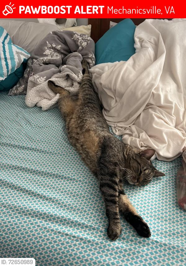 Lost Male Cat last seen Mechanicsville Virginia, Mechanicsville, VA 23111
