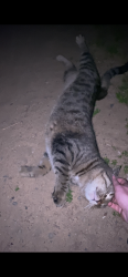 Found/Stray Unknown Cat last seen Train tracks at walnut , Carlsbad, CA 92008