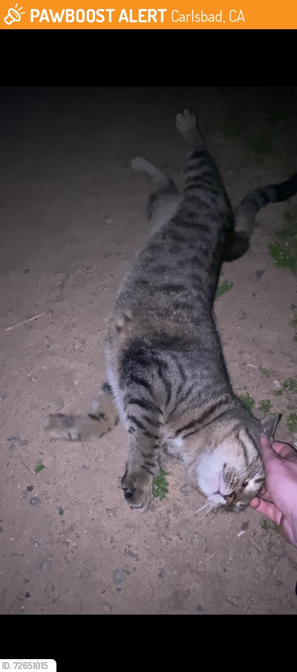 Found/Stray Unknown Cat last seen Train tracks at walnut , Carlsbad, CA 92008