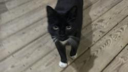 Found/Stray Unknown Cat last seen Old Battleground Rd & Lake Brandt Rd/Cotswold Ave , Greensboro, NC 27410