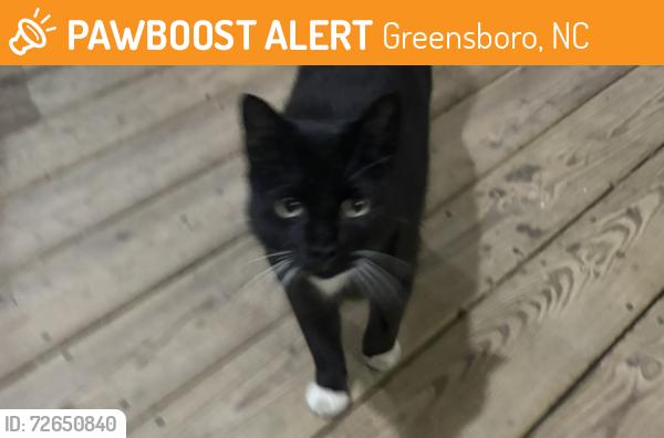 Found/Stray Unknown Cat last seen Old Battleground Rd & Lake Brandt Rd/Cotswold Ave , Greensboro, NC 27410