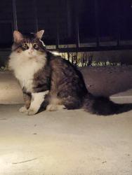 Found/Stray Unknown Cat last seen Near E 9980 S, Sandy, UT 84092
