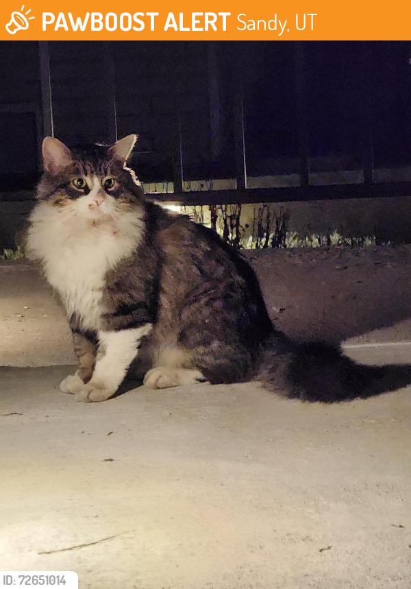 Found/Stray Unknown Cat last seen Near E 9980 S, Sandy, UT 84092