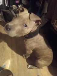 Lost Male Dog last seen  , Killeen, TX 76541