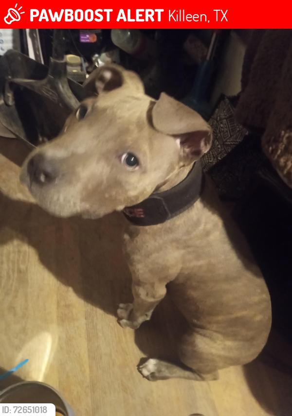 Lost Male Dog last seen  , Killeen, TX 76541