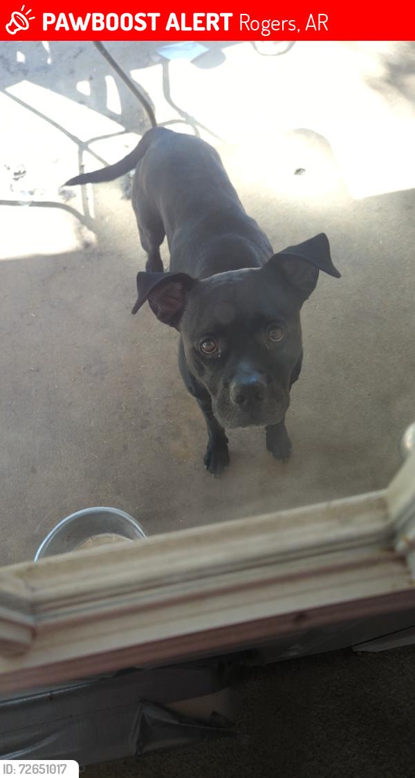 Lost Male Dog last seen Around pinion and 1st Street Rogers AR , Rogers, AR 72756