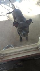 Lost Male Dog last seen Around pinion and 1st Street Rogers AR , Rogers, AR 72756