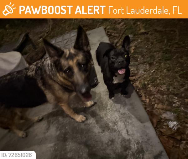 Found/Stray Female Dog last seen 13th and Andrews Ave, Fort Lauderdale, FL 33304
