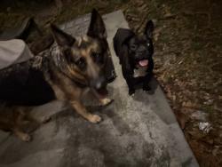 Found/Stray Female Dog last seen 13th and Andrews Ave, Fort Lauderdale, FL 33304