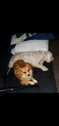 Lost Female Dog last seen 46th and high-school , Indianapolis, IN 46234
