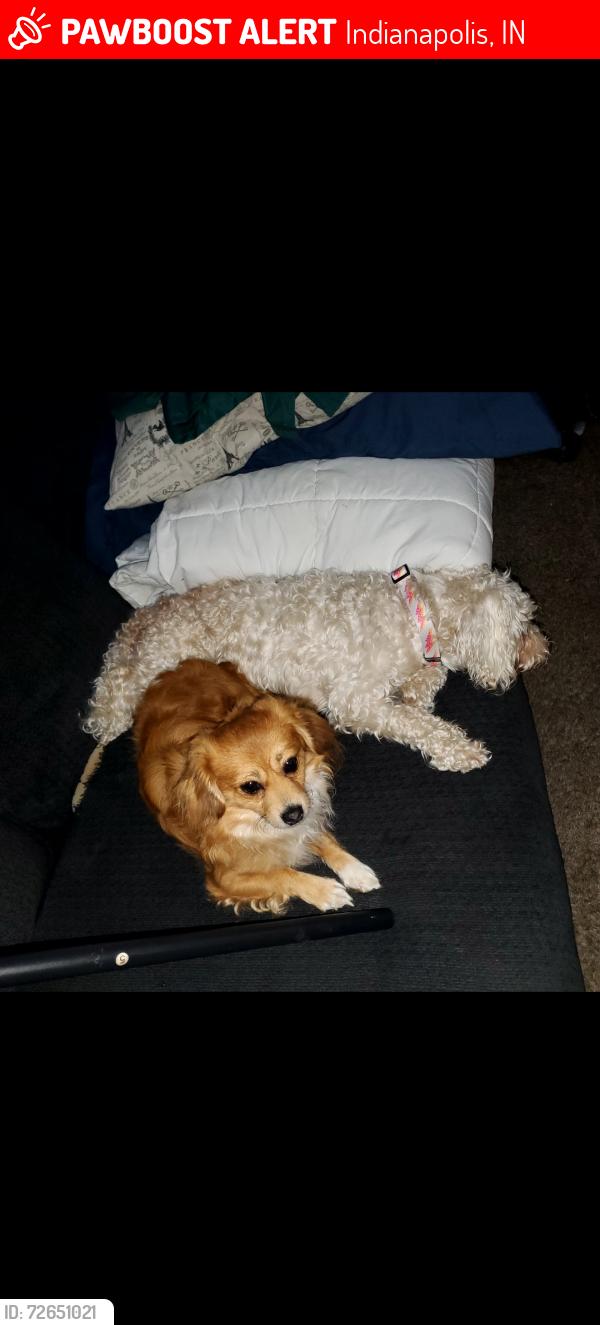 Lost Female Dog last seen 46th and high-school , Indianapolis, IN 46234