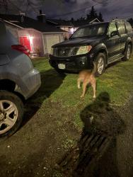 Found/Stray Male Dog last seen 17th ave sw, Seattle, WA 98106
