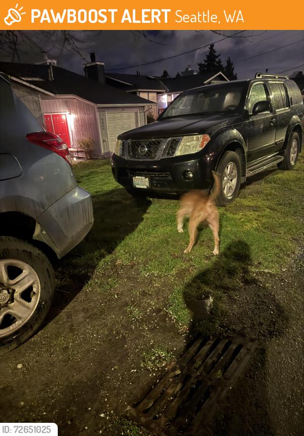 Found/Stray Male Dog last seen 17th ave sw, Seattle, WA 98106