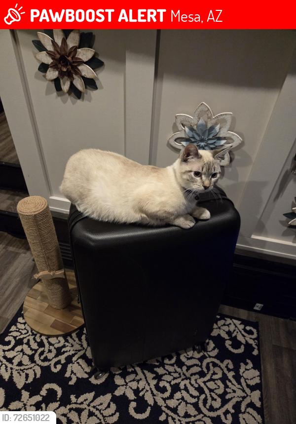 Lost Male Cat last seen Viewpoint Golf and RV Resort, Mesa, AZ 85207