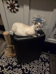 Lost Male Cat last seen Viewpoint Golf and RV Resort, Mesa, AZ 85207