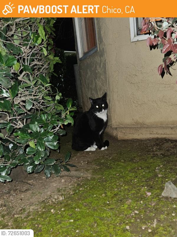 Found/Stray Male Cat last seen Forest Ave, Chico, CA 95928