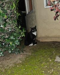 Found/Stray Male Cat last seen Forest Ave, Chico, CA 95928