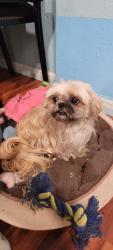 Lost Female Dog last seen Senter and Coyote, San Jose, CA 95111
