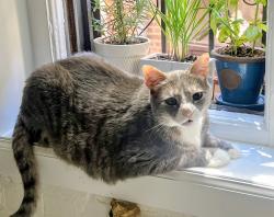 Lost Male Cat last seen Near County Rd B41B, Ribera, NM 87560, Ribera, NM 87560