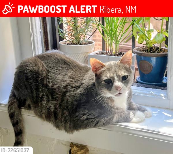 Lost Male Cat last seen Near County Rd B41B, Ribera, NM 87560, Ribera, NM 87560
