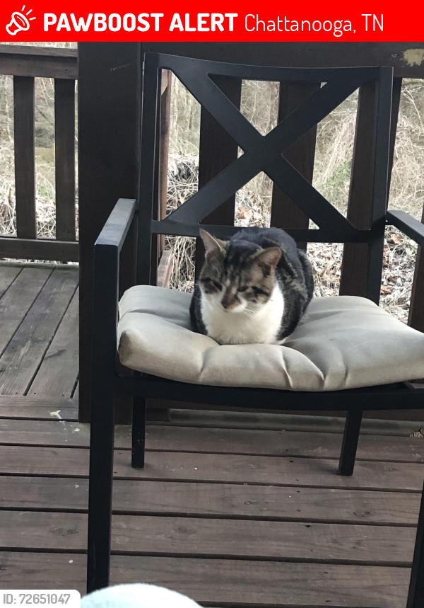 Lost Male Cat last seen East Brainerd Rd, Chattanooga, TN 37421
