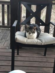 Lost Male Cat last seen East Brainerd Rd, Chattanooga, TN 37421
