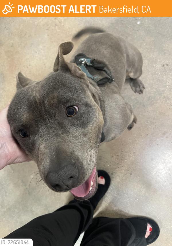 Found/Stray Male Dog last seen Health Rd, Bakersfield, CA 93314