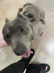 Found/Stray Male Dog last seen Health Rd, Bakersfield, CA 93314