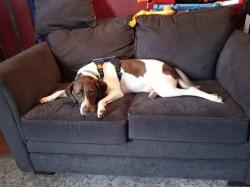 Lost Female Dog last seen Lee road 275, Cusseta, AL 36852