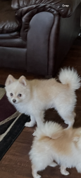 Lost Male Dog last seen Near maple Dr Humble TX 77338, Humble, TX 77338