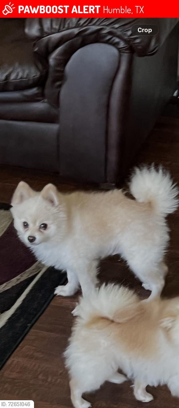 Lost Male Dog last seen Near maple Dr Humble TX 77338, Humble, TX 77338