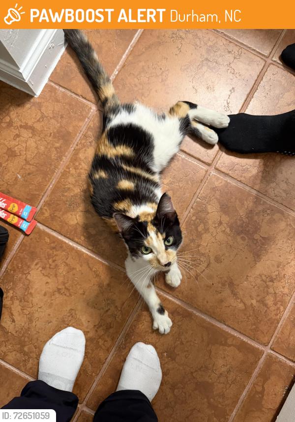 Found/Stray Female Cat last seen In the Novus parking lot, Durham, NC 27701