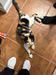 Found/Stray Female Cat last seen In the Novus parking lot, Durham, NC 27701