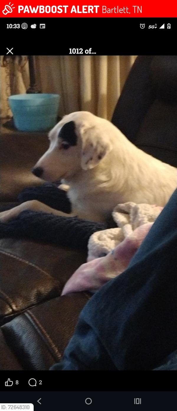Lost Male Dog last seen Hwy70 and Germantown Rd , Bartlett, TN 38135