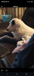 Lost Male Dog last seen Hwy70 and Germantown Rd , Bartlett, TN 38135