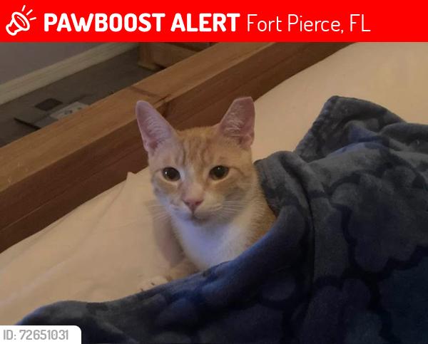 Lost Male Cat last seen Near St in Fort Pierce between Edwards Road and Virginia Avenue, Fort Pierce, FL 34982