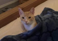 Lost Male Cat last seen Near St in Fort Pierce between Edwards Road and Virginia Avenue, Fort Pierce, FL 34982