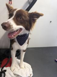 Lost Male Dog last seen Big oil west company , North Salt Lake, UT 84054