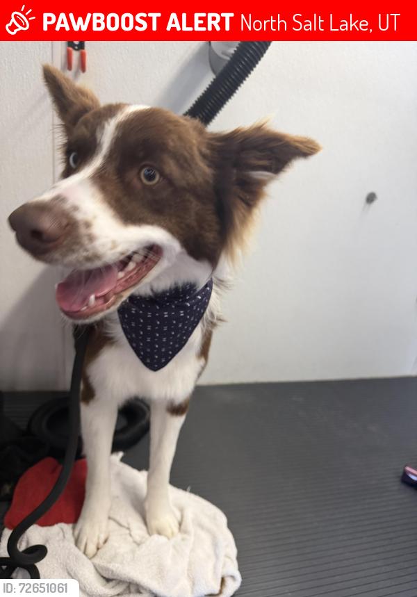 Lost Male Dog last seen Big oil west company , North Salt Lake, UT 84054