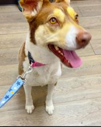 Lost Female Dog last seen Day st Moreno Valley , Moreno Valley, CA 92557