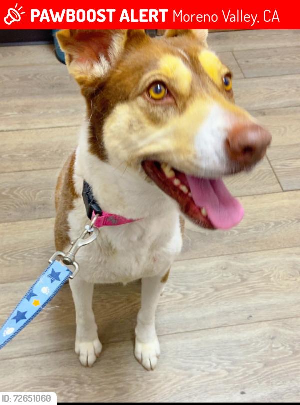 Lost Female Dog last seen Day st Moreno Valley , Moreno Valley, CA 92557
